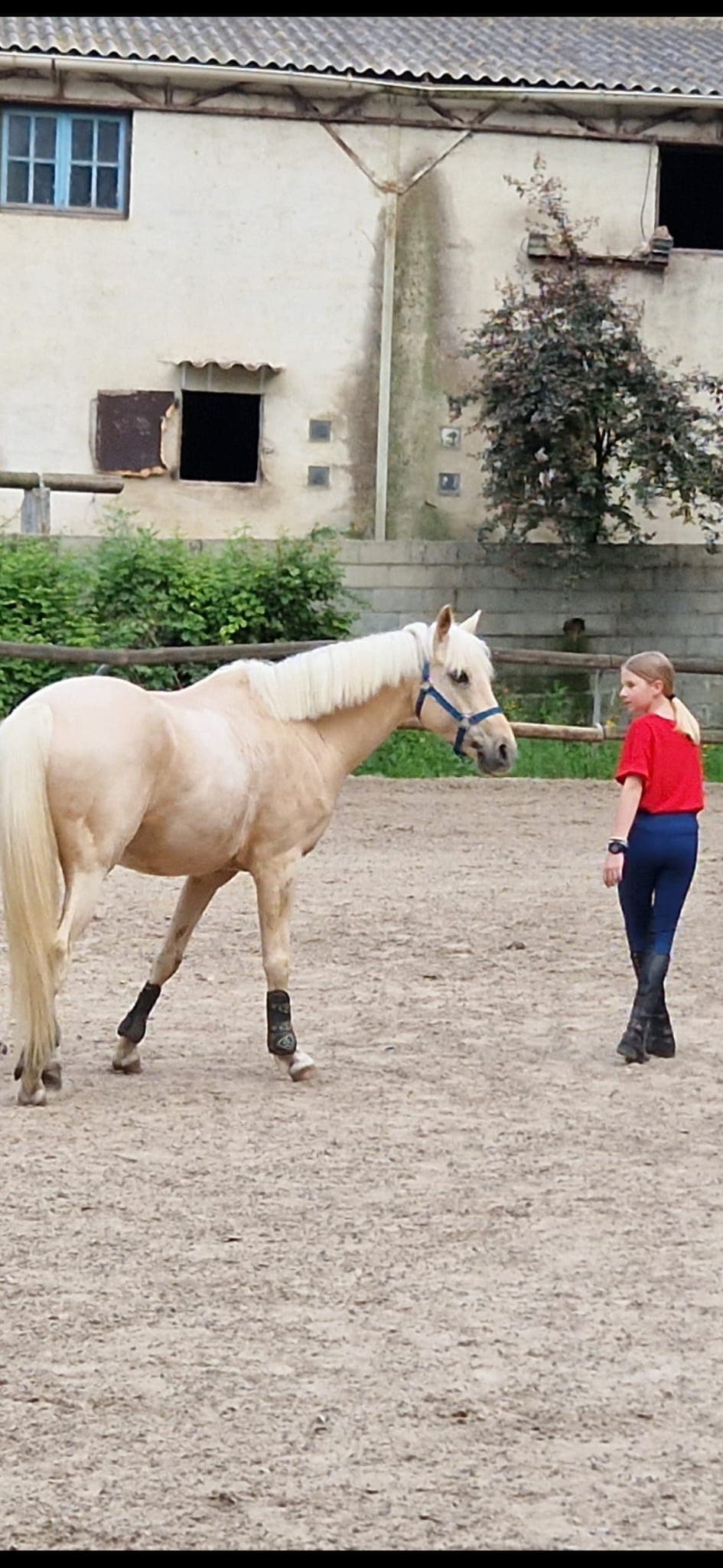 Flash et Tifenn, fleurs de Bach pour les chevaux